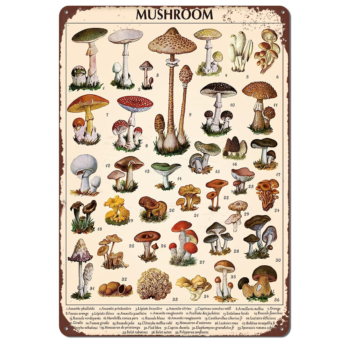 Guide d'identification des champignons vintage - Décoration murale rustique en métal, tableau pédagogique 8 x 12 pouces pour la maison et le bureau