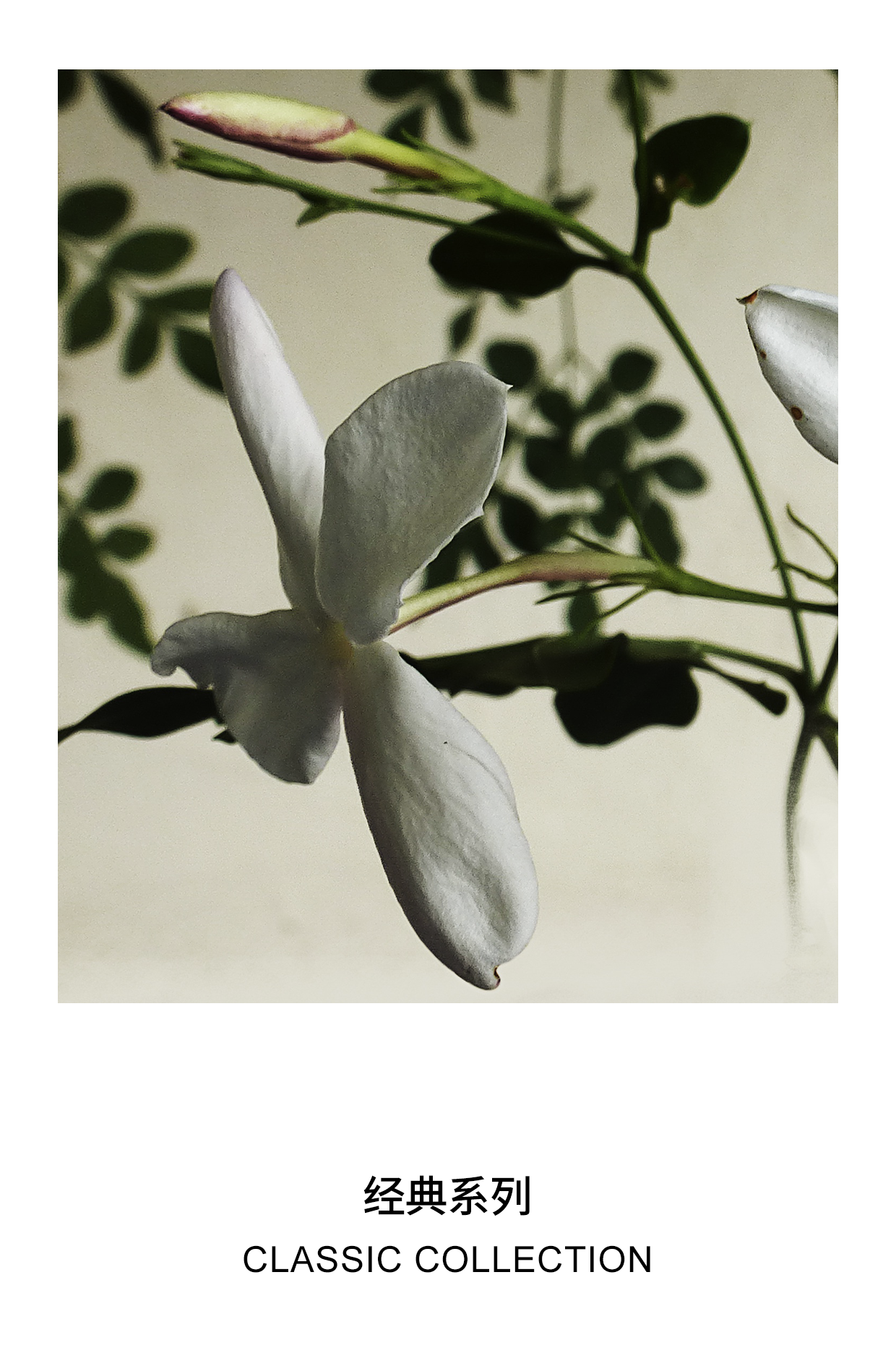 [520 Gift] Re Incense Room Jardin Monet Piano Poet Indoor Aromatherapy For Home Bedroom Fragrance